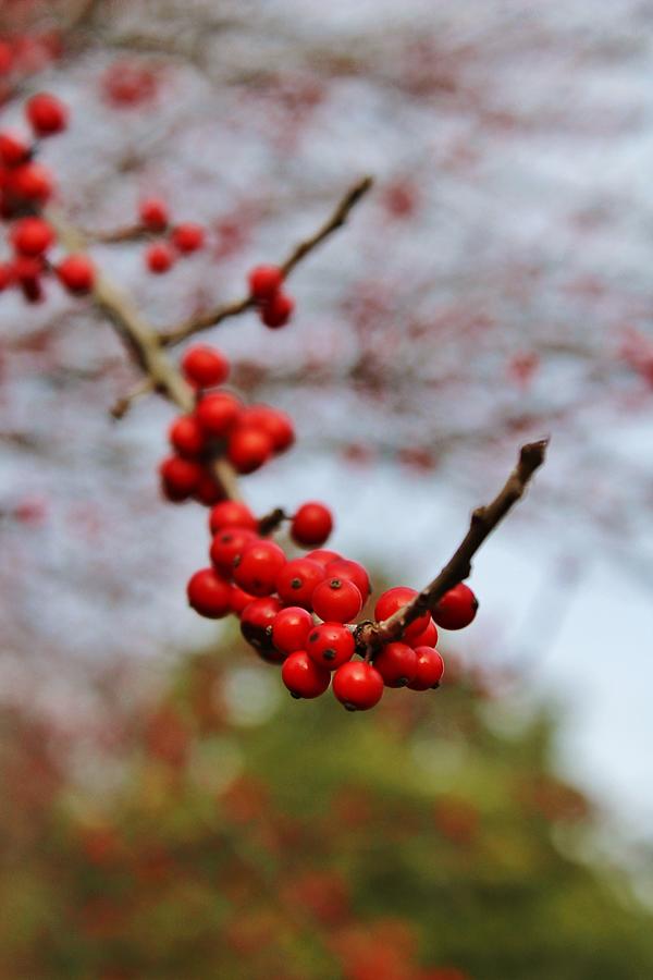 Winterberry Branch Photograph by Teresa Kuschan - Fine Art America