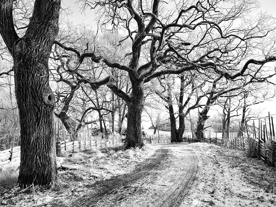 Winters Grasp #1 Photograph by Dominic Piperata