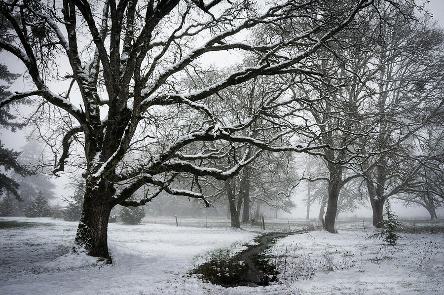 Winters Grip #1 Photograph by Steven Clark