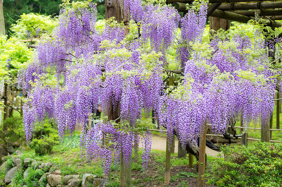 Wisteria #1 Photograph by I love Photo and Apple.