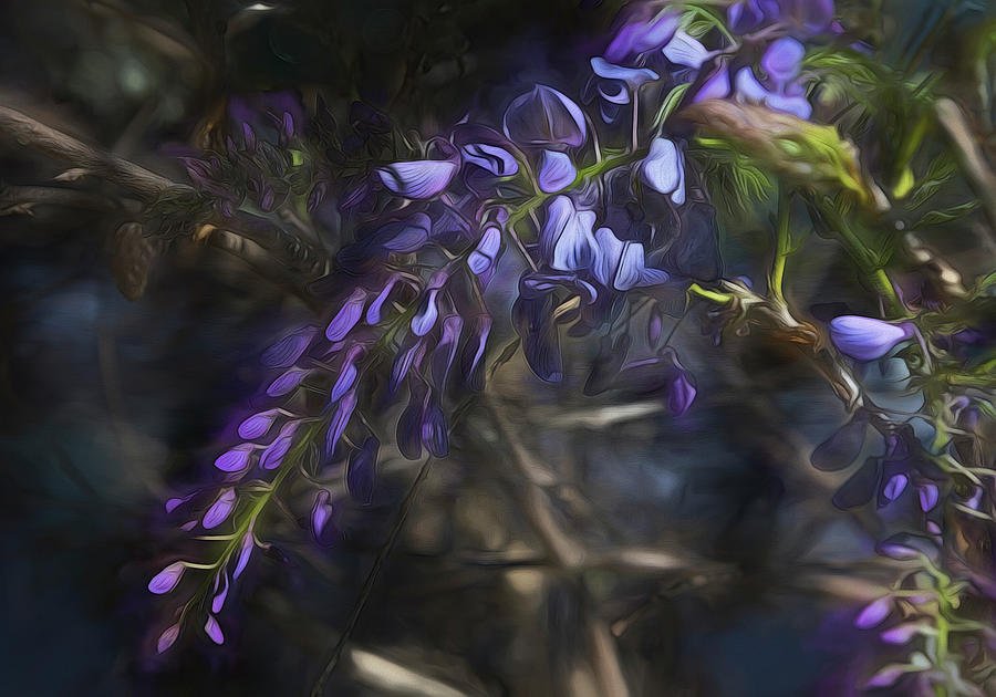Wisteria #2 Photograph by Kathy Baccari