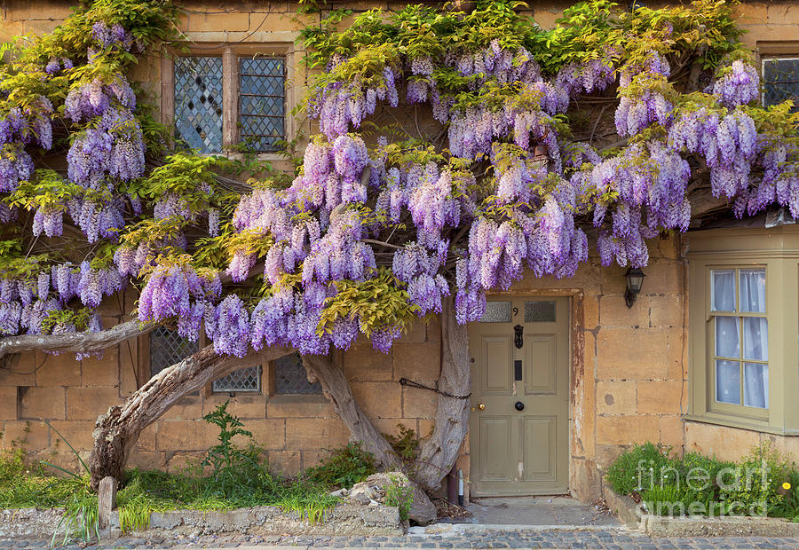 Wisteria on a Cotswolds stone cottage, Broadway, England #1 Photograph by Neale And Judith Clark