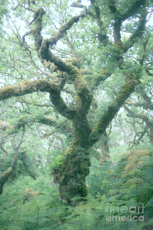 Wistmans Wood Dartmoor. Photograph