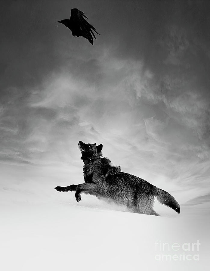 Wolf and the Raven #1 Photograph by Deby Dixon