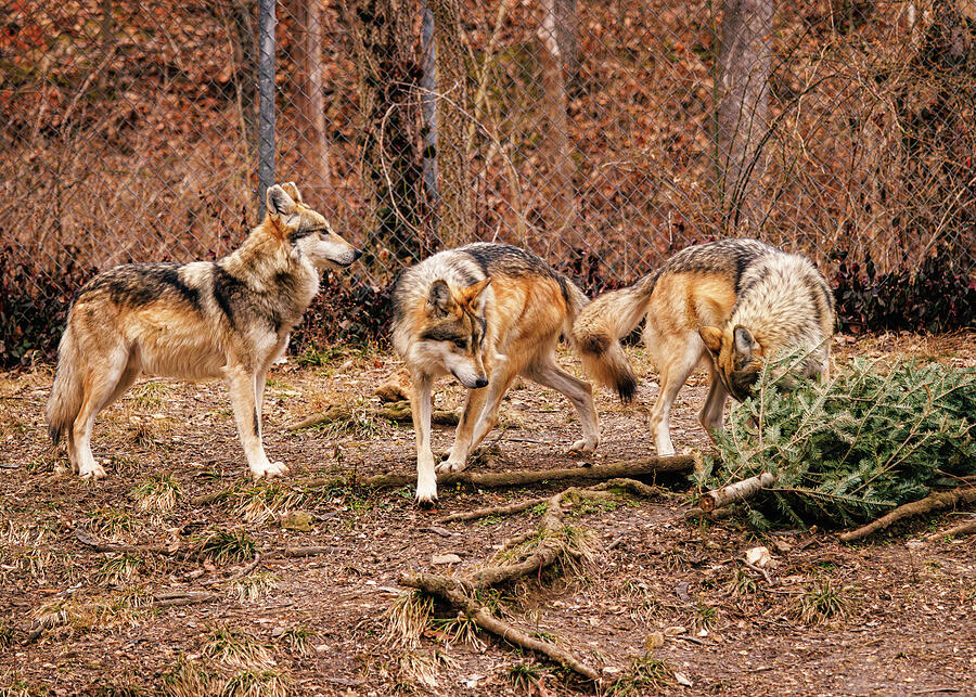 Wolf Brothers #1 Photograph by Robert Niemeier
