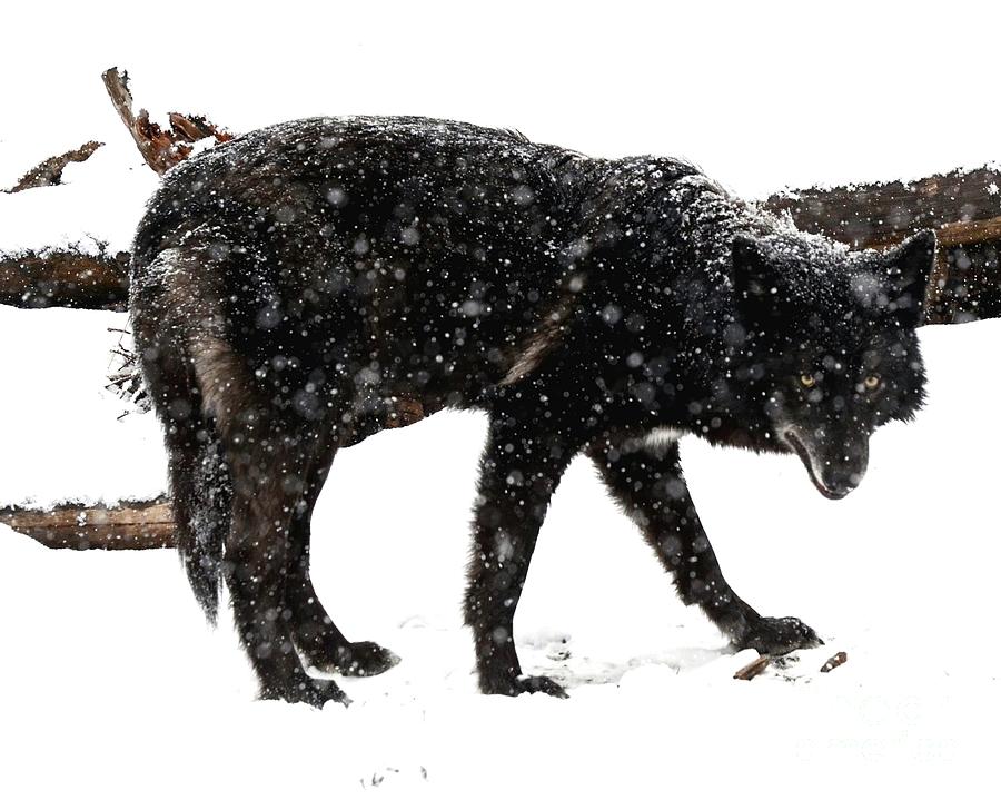 Black Wolf in Snow 3 Photograph by Robert Buderman