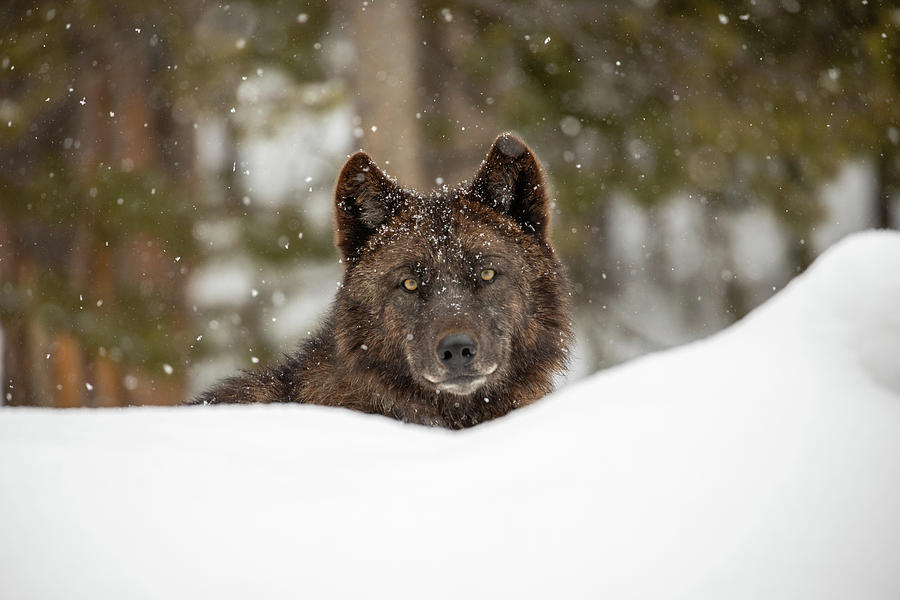 Wolf in Snow, Yellowstone National Park #1 Photograph by The Yellowstone Collection Wolf in Snow, Yellowstone National Park #1 Photograph by The Yellowstone Collection