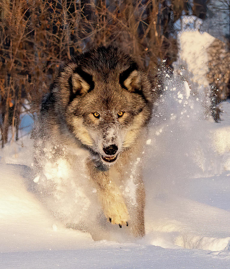 Wolf in the snow running Photograph by Lorraine Matti - Fine Art America