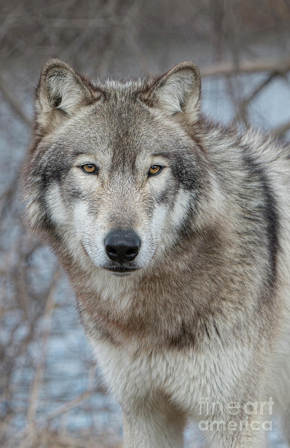 Wolf Portrait #1 Photograph by Shari Jardina