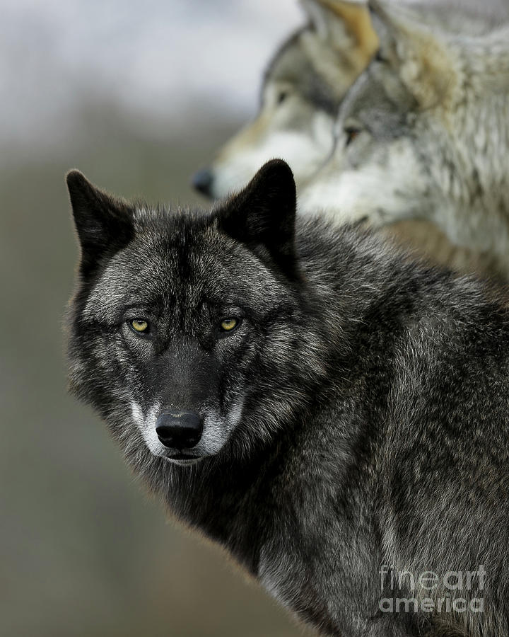 Wolf Photograph By Rudy Viereckl Fine Art America