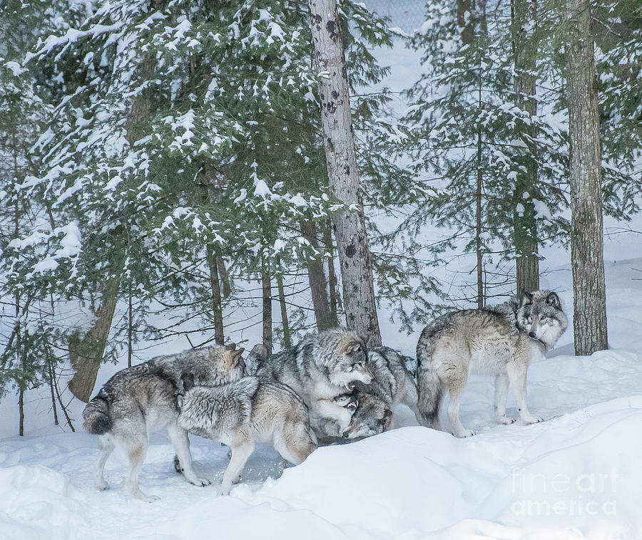 Wolves Photograph - Wolf Series -TW2 by Bianca Nadeau