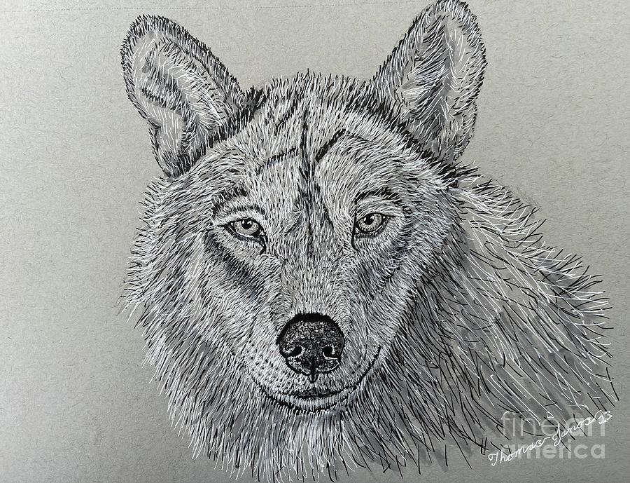 Wolf #2 Drawing by Thomas Janos