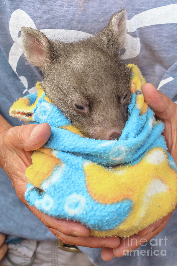 Wombat joey sleeping #1 Photograph by Benny Marty