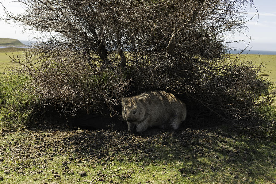 wombat on Maria Island #1 Photograph by Monica Bertolazzi