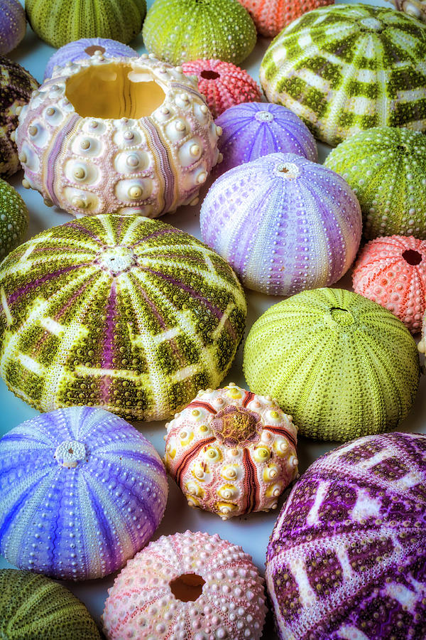 Wonderful Sea Urchins Photograph by Garry Gay - Fine Art America