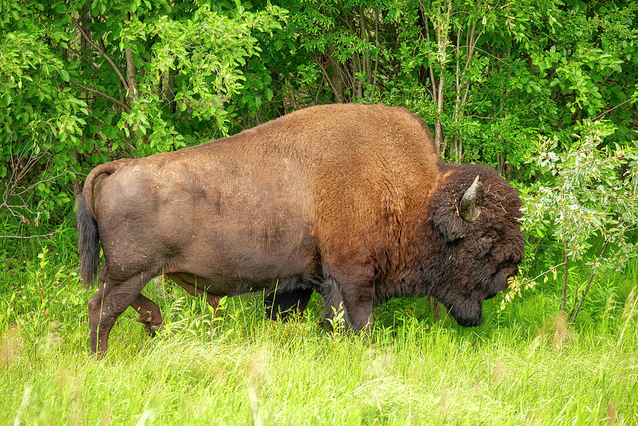 Wood Bison #1 Photograph by Robert Libby