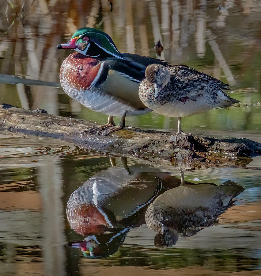 Wood Duck #1 Photograph by Bill Ray