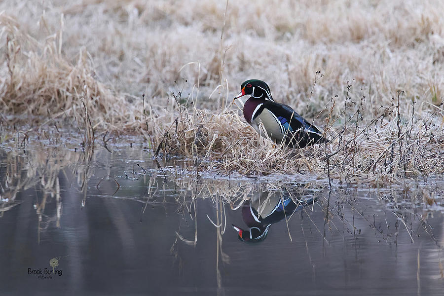 Wood Duck #1 Photograph by Brook Burling