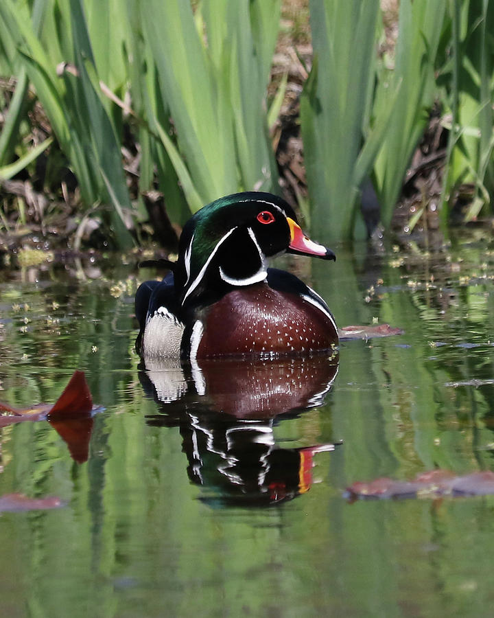 Wood Duck in Pond #1 Photograph by Doris Potter