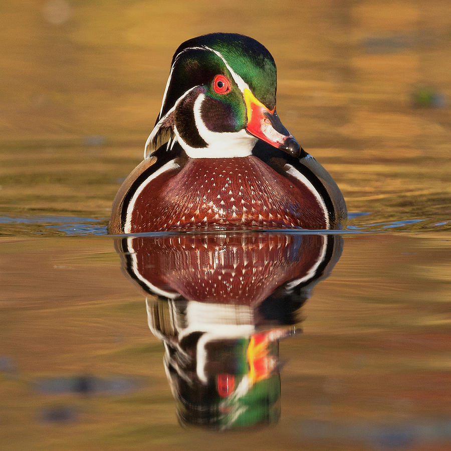Wood Duck #1 Photograph by Jerry Fornarotto