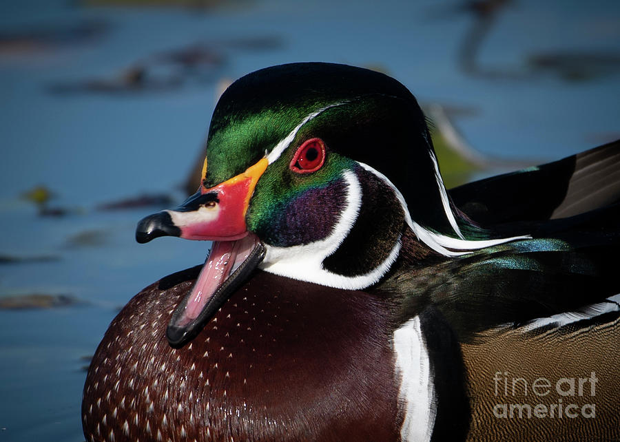 Wood Duck by Katie Joya Wood Duck by Katie Joya