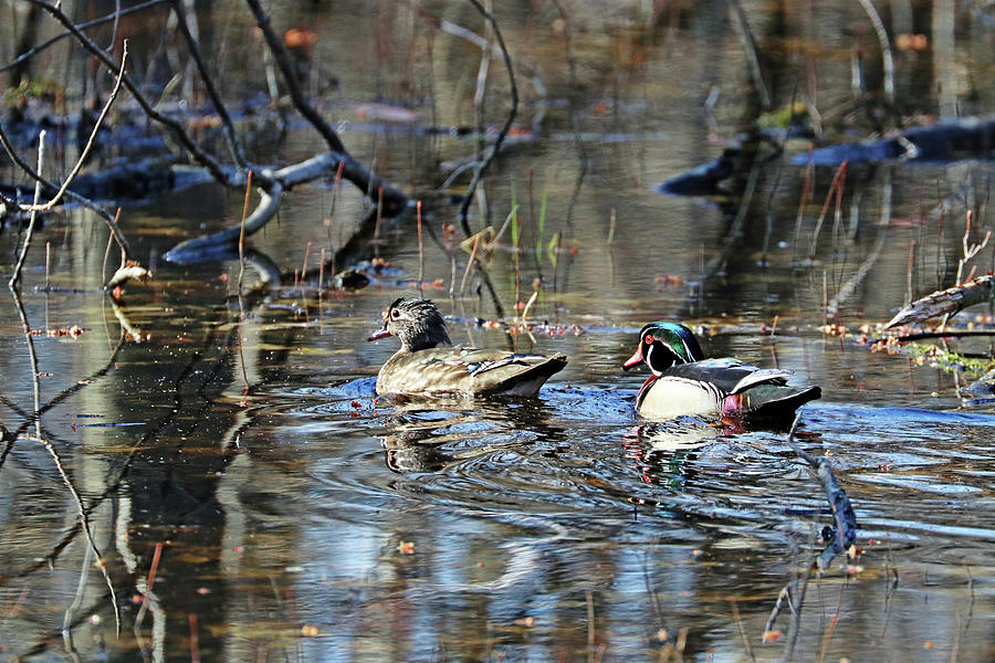 Wood Duck Pair #2 Photograph by Debbie Oppermann