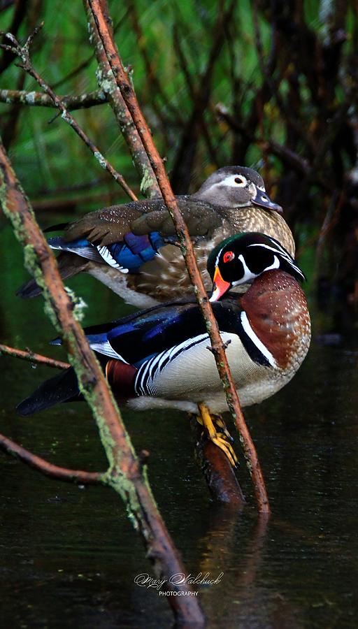 Wood Duck Pair #1 Photograph by Mary Walchuck