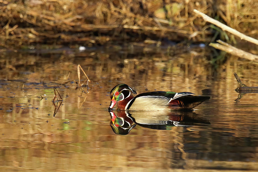 Wood Duck Reflection #1 Photograph by Brook Burling