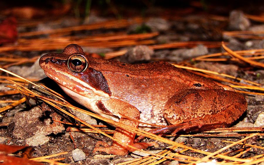 Wood Frog #1 Photograph by Joshua Bales