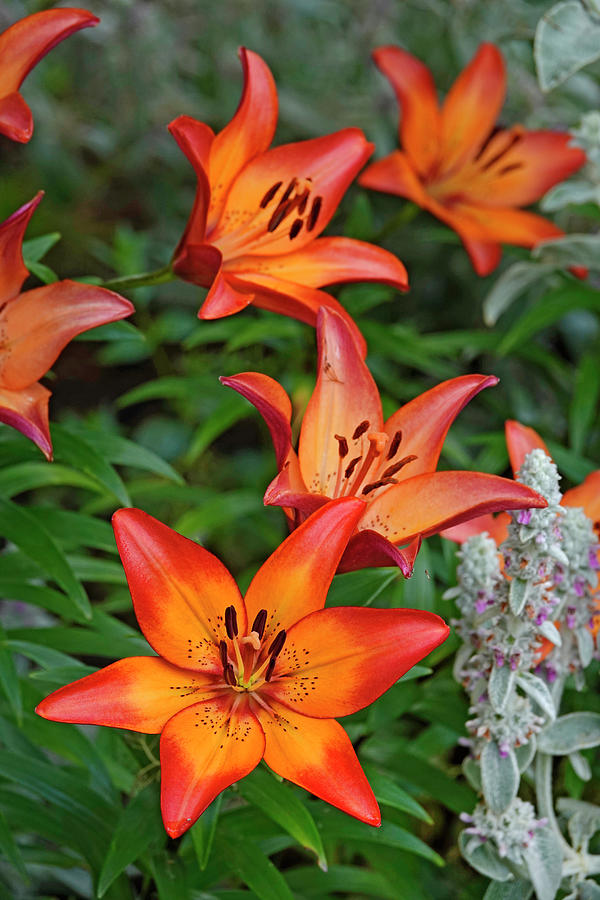 Wood Lily #1 Photograph by Buddy Mays