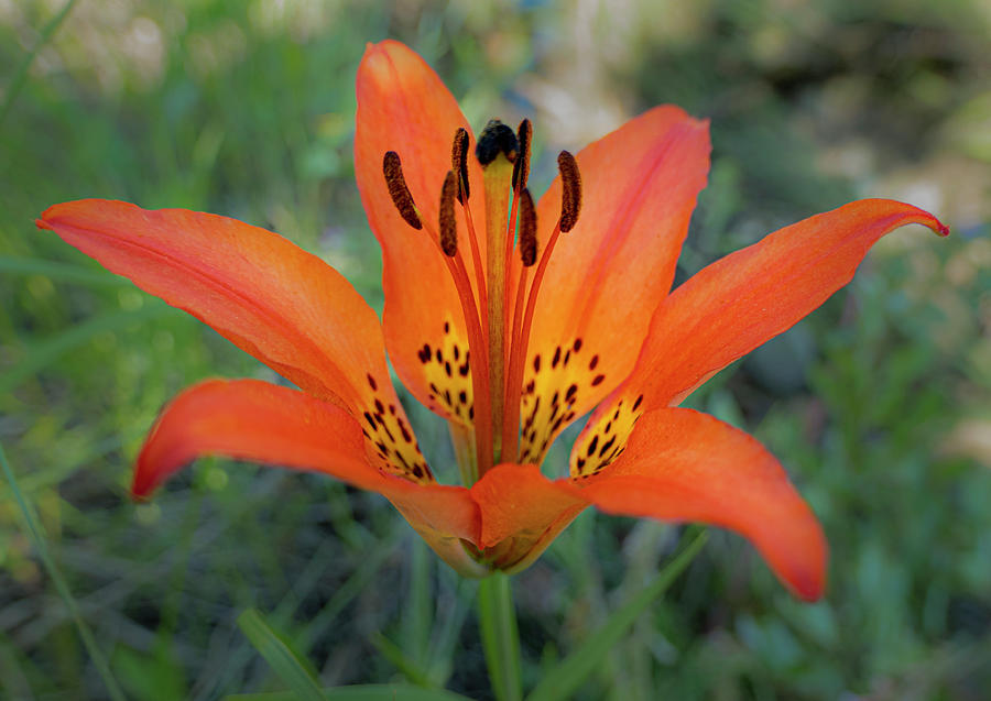 Lily Photograph - Wood Lily #2 by Phil And Karen Rispin