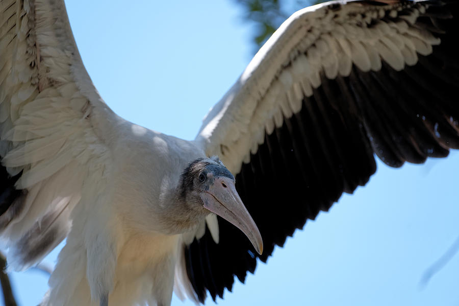 Wood Stork #1 Photograph by Colin Hocking