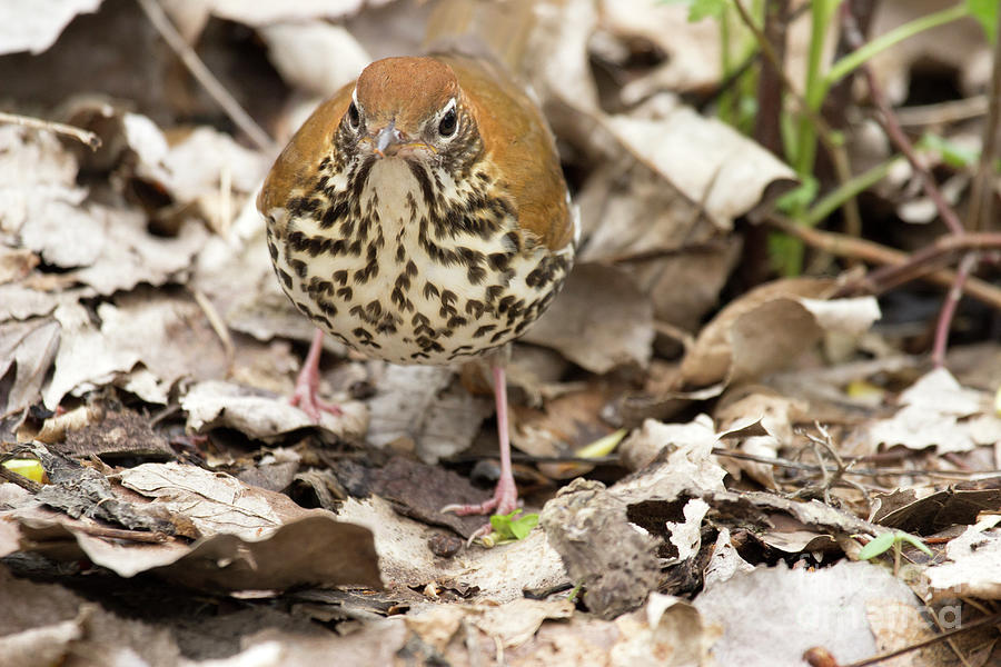 Wood Thrush Photograph by Jeannette Hunt