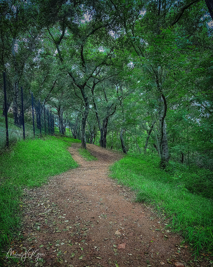 Wooded Path #1 Photograph by Melissa OGara