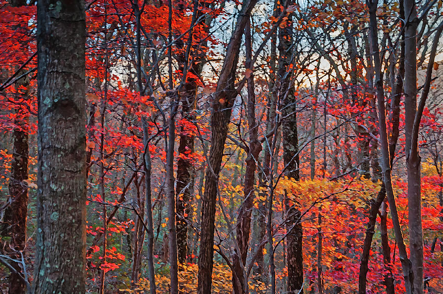 Woodland In Fall #1 Photograph by Rob Hemphill