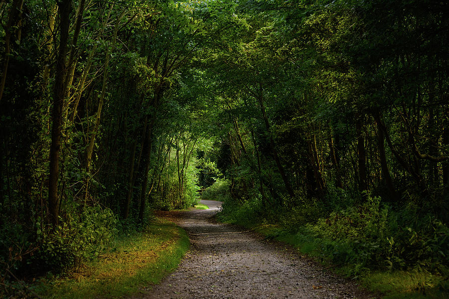 Woodland Path #1 Photograph by Svetlana Sewell