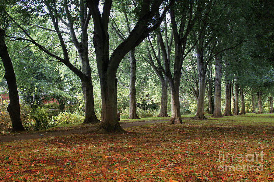Woodland scene in UK #1 Photograph by Tom Gowanlock
