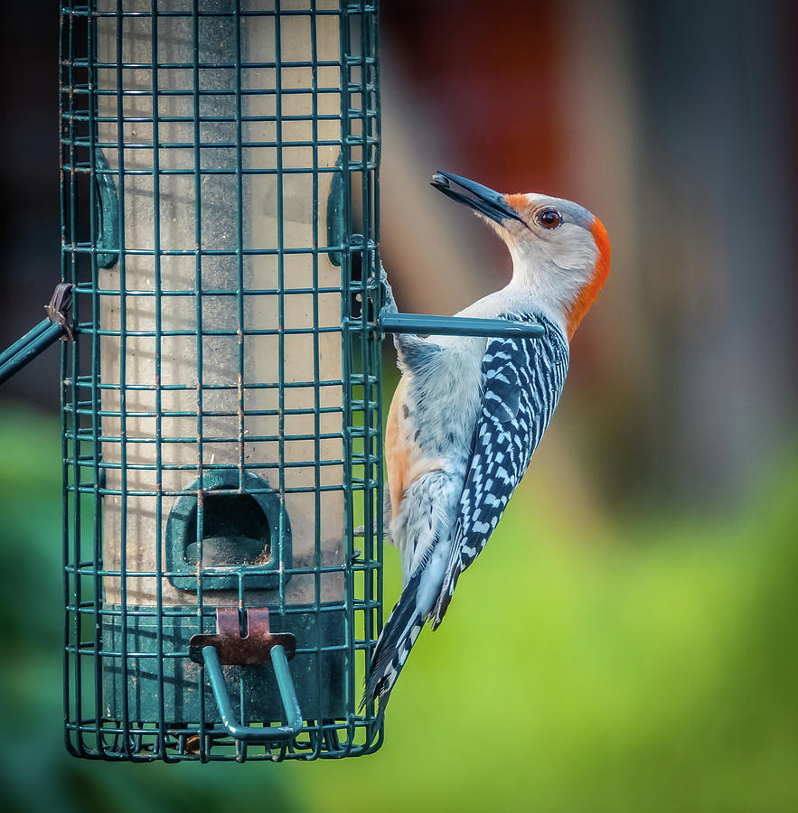 Woodpecker  #1 Photograph by Lilia S