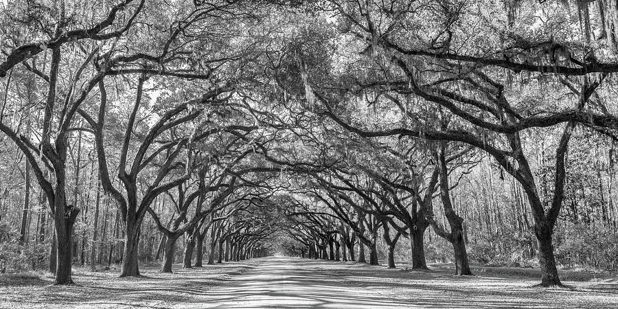 Wormsloe Oak Tree Lined Road Pano, Wormsloe Plantation in Savannah, Georgia #1 Photograph by Dawna Moore Photography