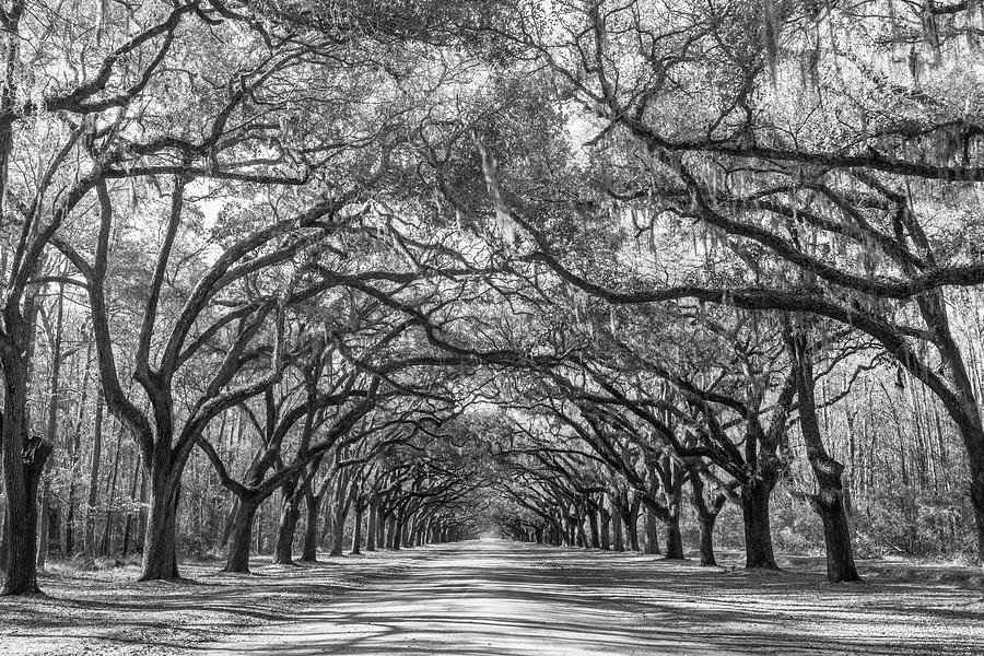 Wormsloe Oak Tree Lined Road, Wormsloe Plantation in Savannah, Georgia #1 Photograph by Dawna Moore Photography