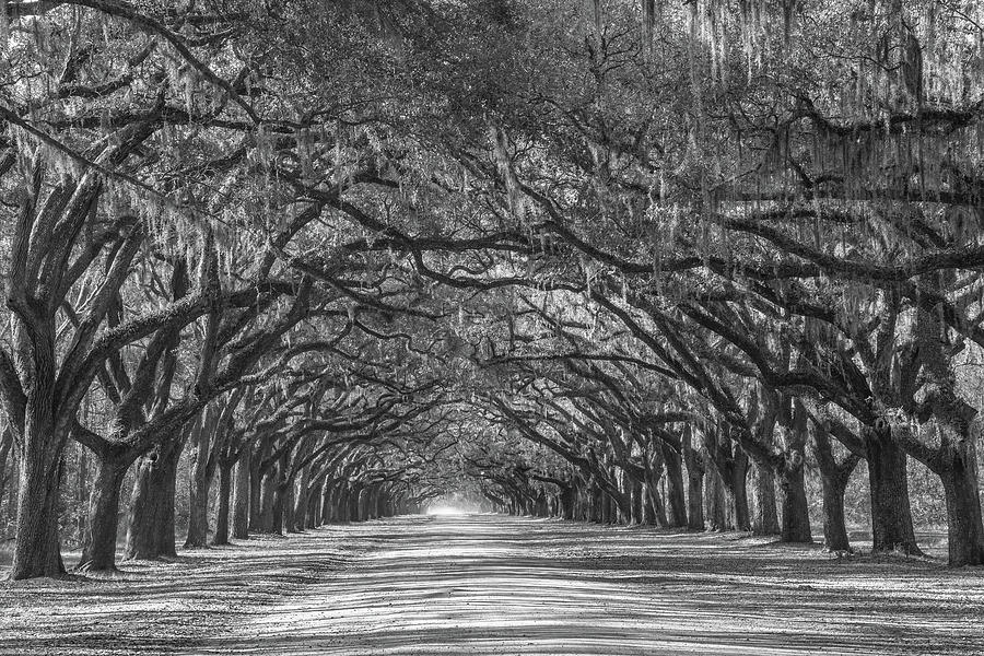 Savannah Ga Photograph - Wormsloe Tree Tunnel, Wormsloe Plantation, Savannah, Georgia #1 by Dawna Moore Photography