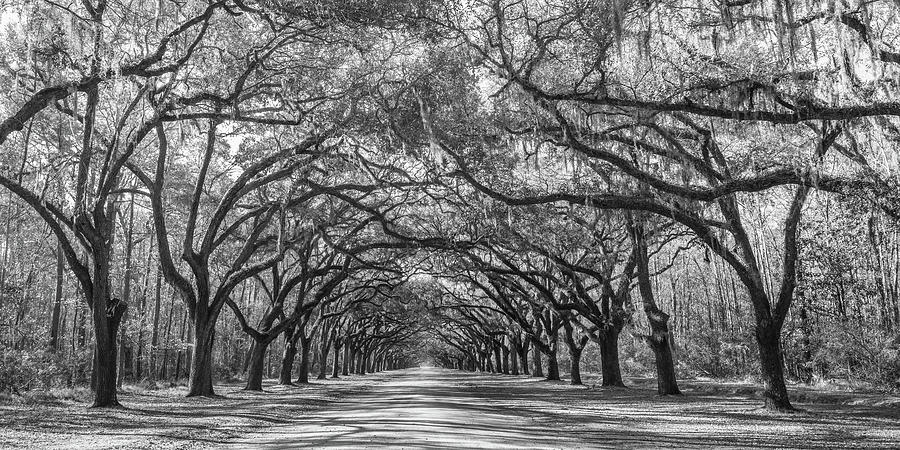 Wormsloes Avenue of Oaks Pano, Wormsloe Plantation, Savannah, Georgia #1 Photograph by Dawna Moore Photography