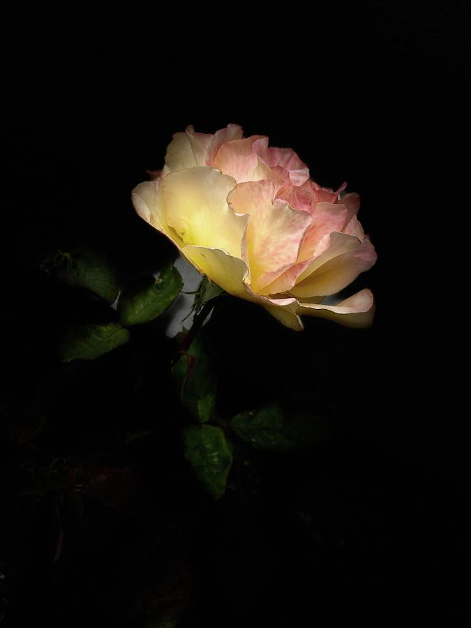 Yellow and Pink Rose on Black #1 Digital Art by Kathleen Boyles