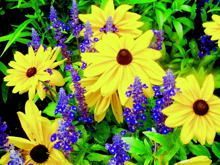 Yellow and purple flowers #1 Photograph by Stephanie Moore