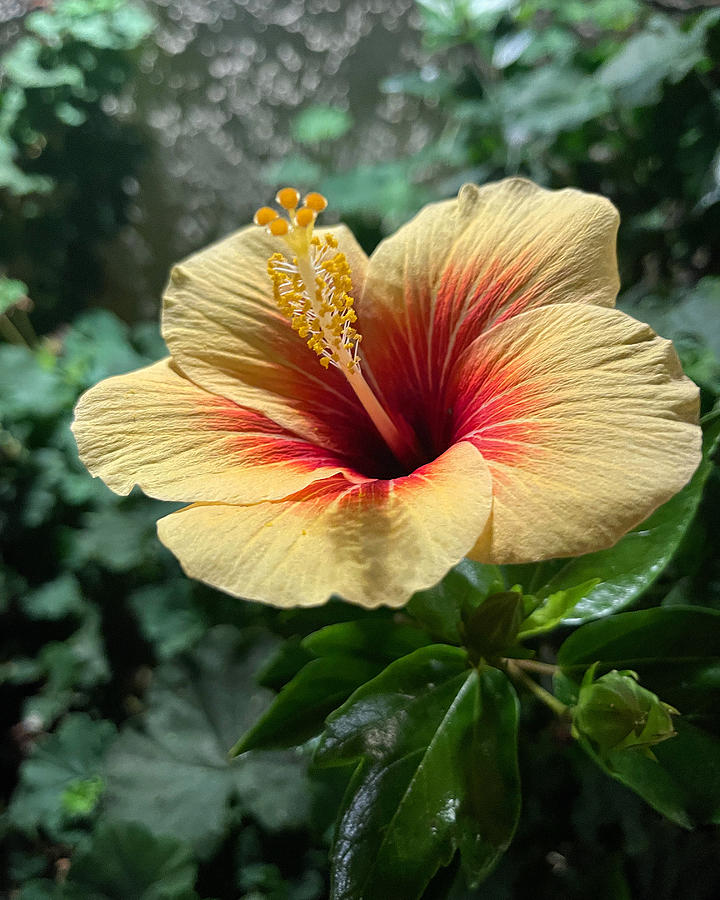 Yellow and Red Hibiscus #1 Photograph by Brian Eberly
