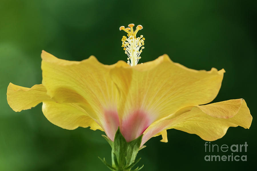 Yellow and Red Hibiscus syriacus hardy hibiscus rose of sharon tropical #1 Photograph by Pablo Avanzini