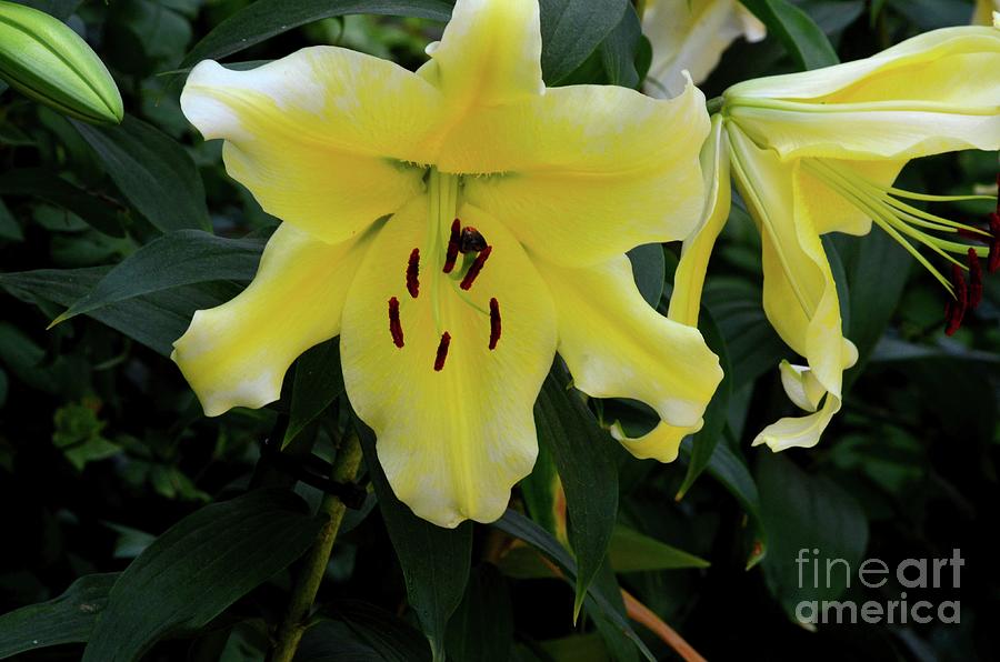 Yellow And White Asiatic Lily Flower With Stamen And Pistils Photograph