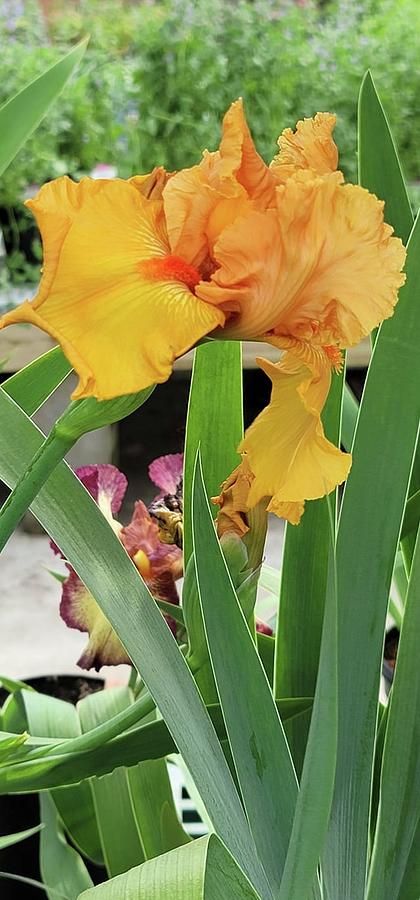 Nature Photograph - Yellow Bearded Iris #1 by Charlotte Gray