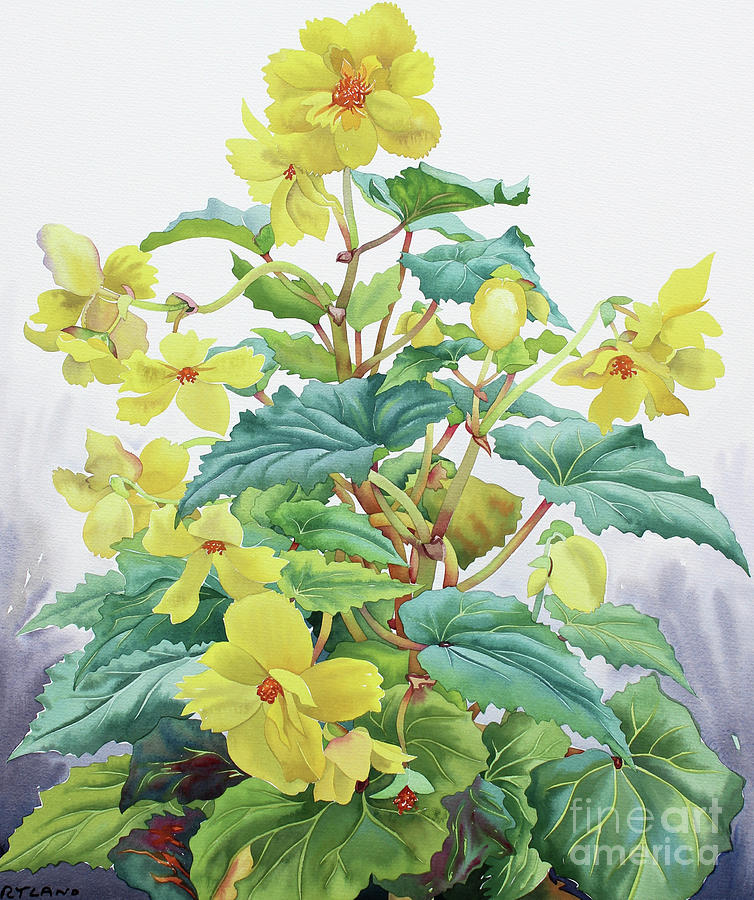 Yellow Begonia  Painting by Christopher Ryland