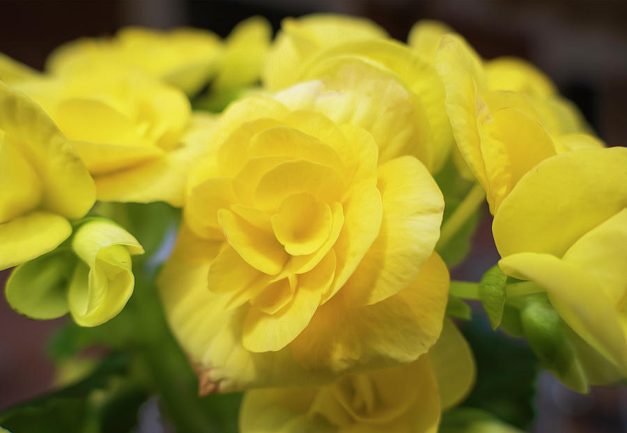 Yellow Begonias Flwoers #1 Photograph by Sandra Js